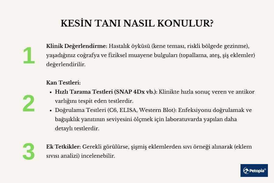 lyme-hastaligi-nasil-teshis-edilir