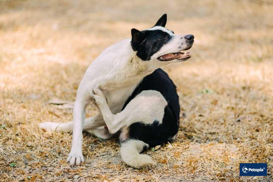 turkiye-lyme-hastaligi-riski-tasiyor-mu