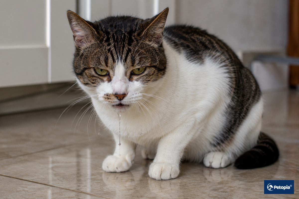 Kedi Aşırı Salya Akıtıyor Neden