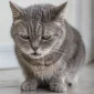 Kedi Asiri Salya Akitiyor Neden  85x85