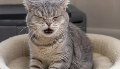 Kedi Hapşırıyor Ne Yapmalıyım