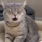 Kedi Hapsiriyor Ne Yapmaliyim 85x85