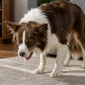 Köpeğim Öğürüyor Ama Kusmuyor 2