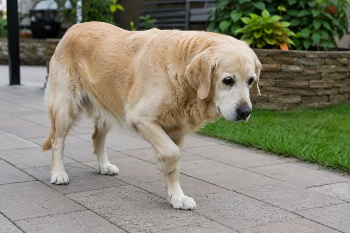Köpeğim Topallıyor Ne Yapmalıyım