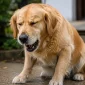 Köpek Boğazına Bir Şey Takılmış (1)