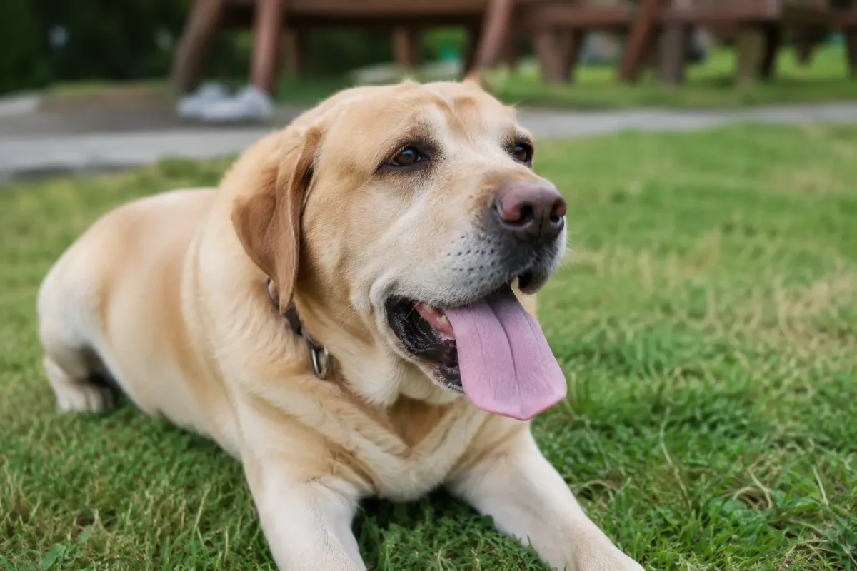 Köpeklerde Nefes Darlığı Belirti