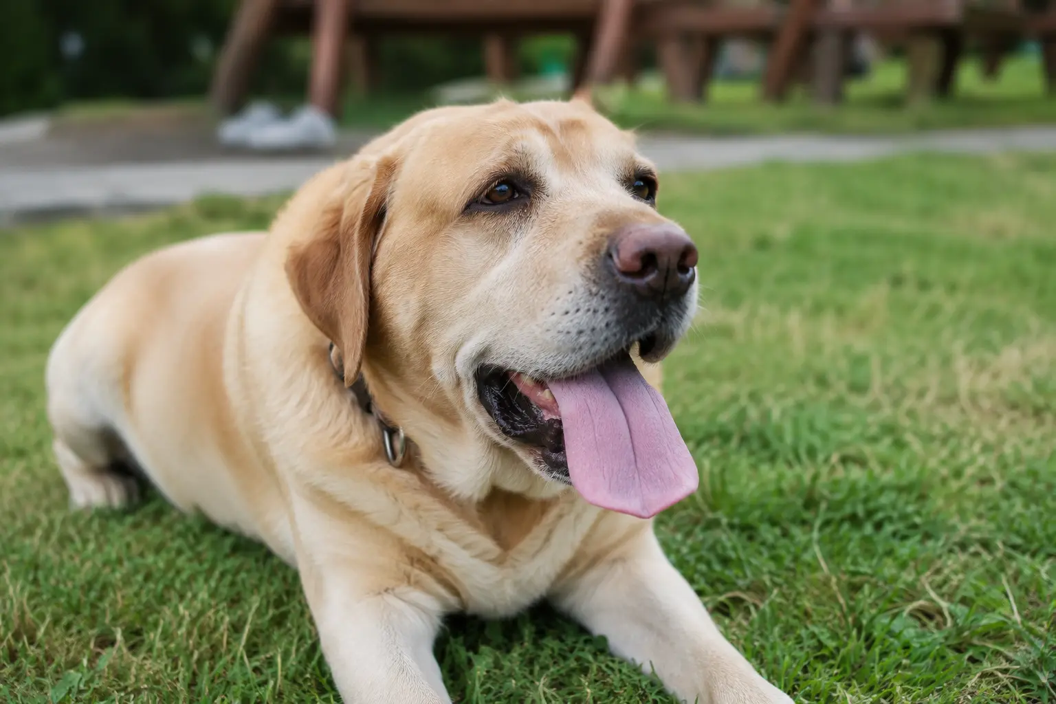 Köpeklerde Nefes Darlığı Belirti