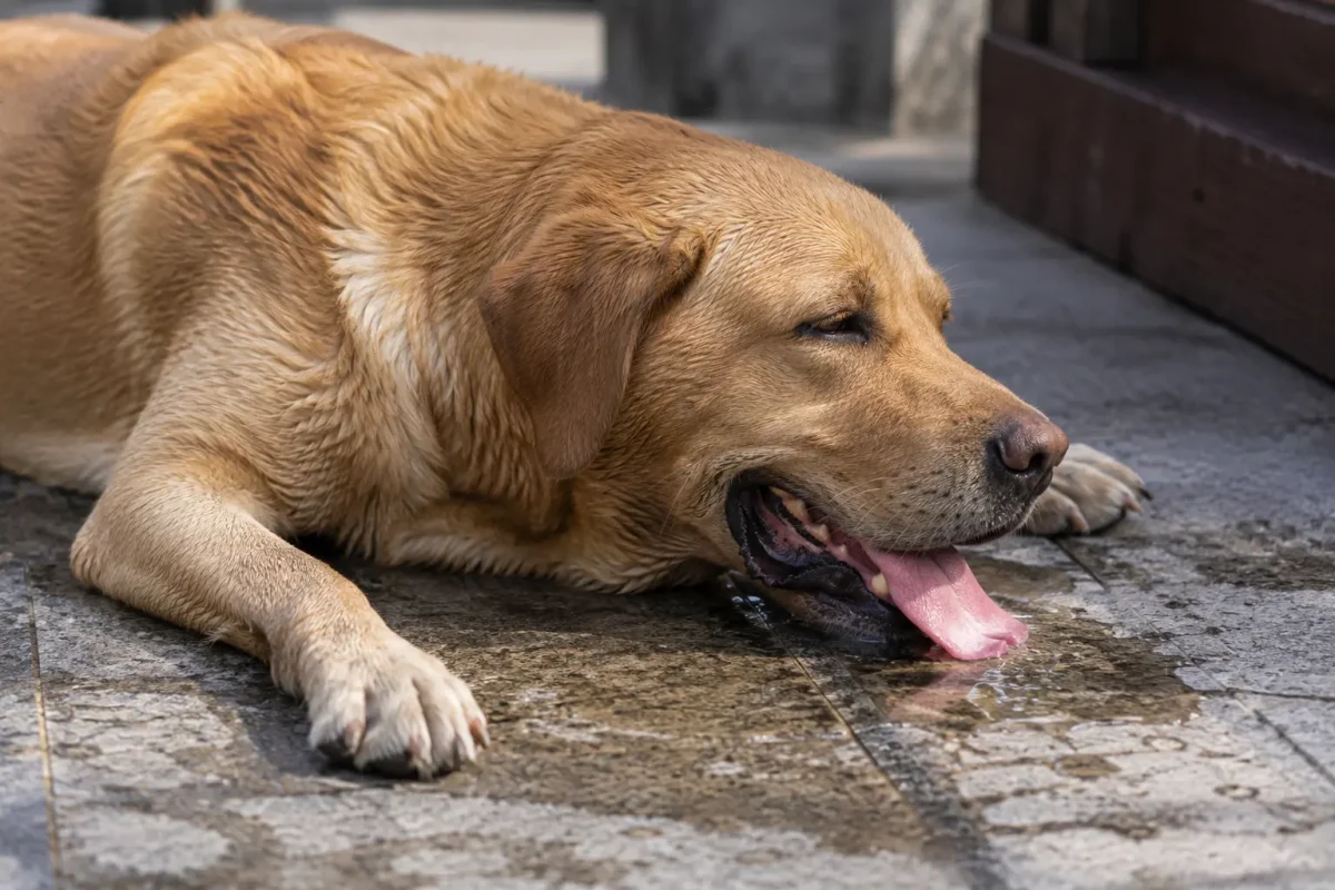 Köpeklerde Sıcak Çarpması Belirt