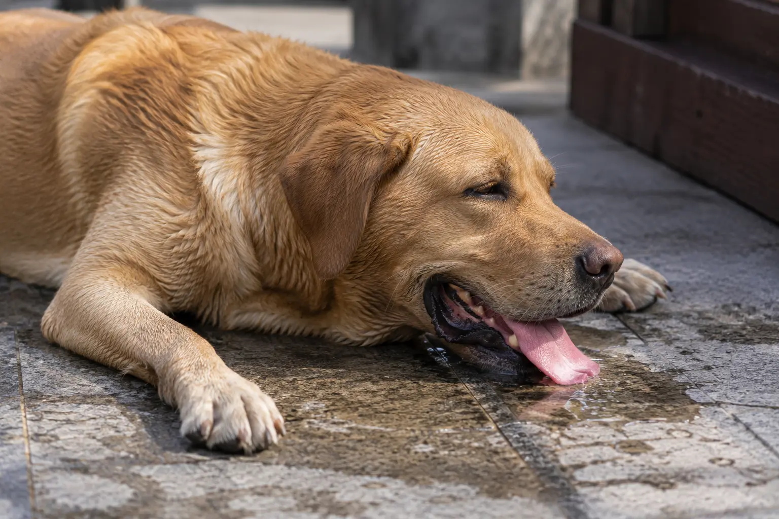 Köpeklerde Sıcak Çarpması Belirt