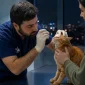 Üsküdar nöbetçi veteriner