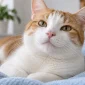Çene bölgesi görünen sakin beyaz turuncu kedi