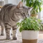Saksıdaki kedi nanesi bitkisini koklayan tekir kedi