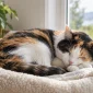 kedi neden cok uyur kapak 2026 85x85