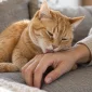 Kanepede dinlenirken sahibinin temiz elini nazikçe yalayan turuncu kedi