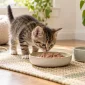 Yavru kedi mamasını koklayan küçük tekir kedi